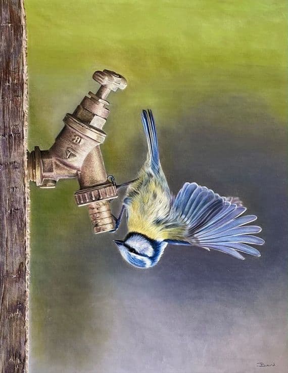 Jacqueline Baird Artist | Tap Dancing Blue Tit Print| Northern Ireland