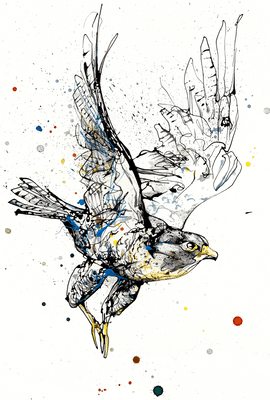 Kathryn Callaghan | Focus Falcon Original