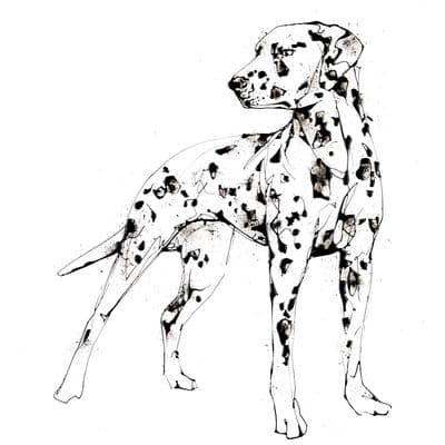 Kathryn Callaghan | Spots Dalmatian Print