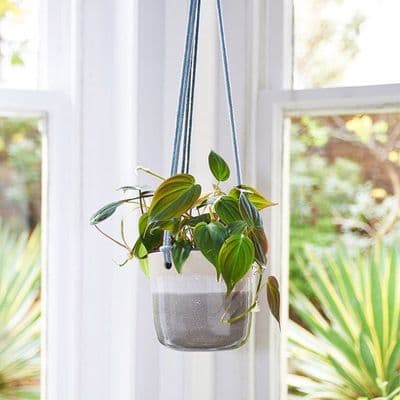 Libby Ballard | Misty Morning Hanging Planter