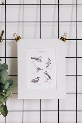 Piera Cirefice | Causeway Coast Sea Birds Print
