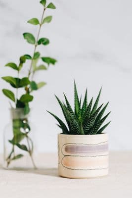 Thomas Powell Ceramic Succulent Pot | Lilac