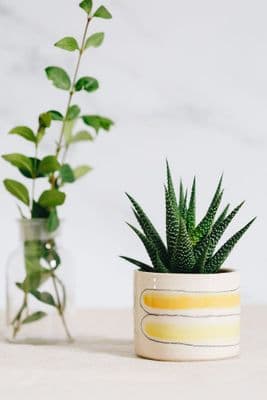 Thomas Powell Ceramic Succulent Pot | Yellow