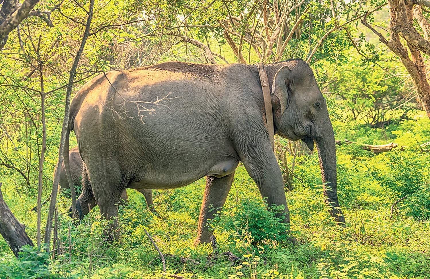 Sri Lankan Elephant 1000 Piece Jigsaw 1000 Piece Jigsaw Puzzle