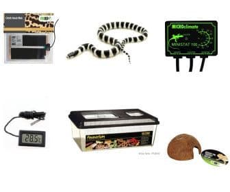 Basic Hatchling King Snake Set-Up