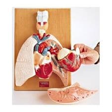 Corazón (Corazon) Y Organos Respiratorios. Modelo Anatómico
