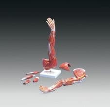 Músculos (Musculos) Del Brazo Modelo Anatómico