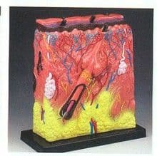 Modelo Anatómico De Piel Aumentado 105 Veces