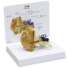 Modelo Anatómico Oido Tamaño: 4 X 2-1 / 2 X 3