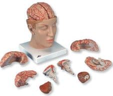 Modelo Cabeza Con El Cerebro Modelo Anatómico