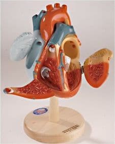 Modelo Corazón (Corazon) Gigante De America