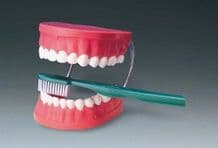 Modelo De Cepillado Dental Modelo Anatómico