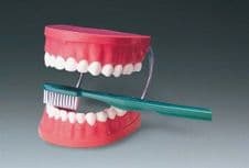 Modelo De Cepillado Dental Modelo Anatómico