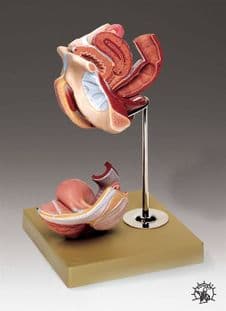 Modelo Órganos (Organos) Genitales Femeninos Tamaño: 7 X 7 -1/2 X 10 Modelo Anatómico