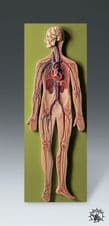 Modelo Sistema Circulatorio Tamaño: 36 X 12 1/2 X 2 3/4