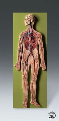 Modelo Sistema Circulatorio Tamaño: 36 X 12 1/2 X 2 3/4