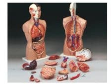 Torso Cuerpo Humano tamaño Natural Tall Paul (Modelo Anatómicos con 19 piezas)