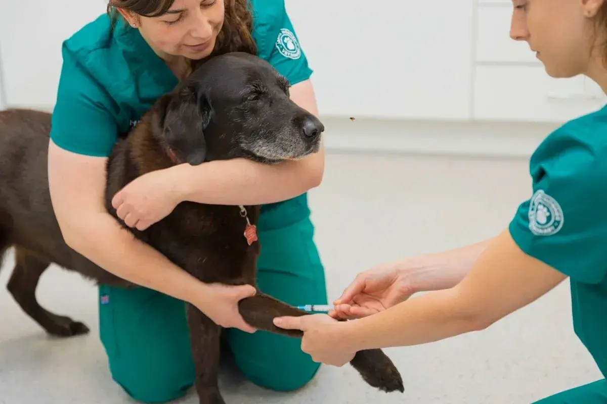 Image of a black dog at the vets for a allergy test