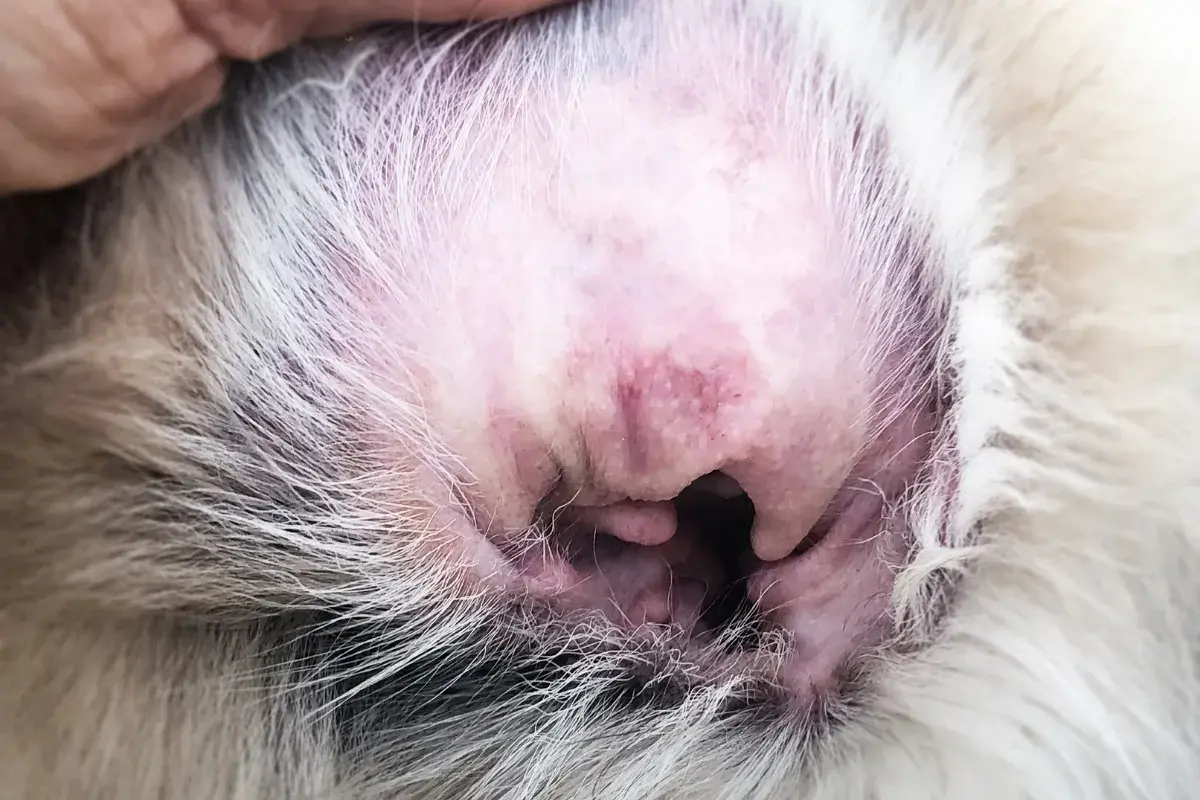 Image of dog ear irritation 