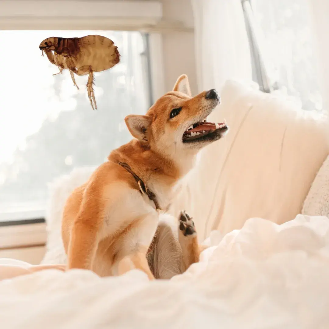 Why Is My Dog Itching but Has No Fleas? Common Causes. What You Can Do
