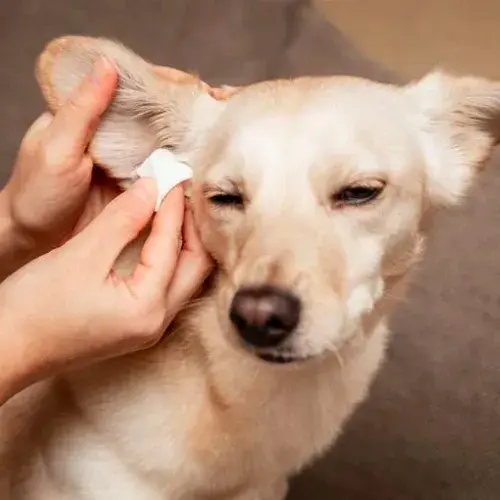 Are Dog Allergy Tests Accurate? 