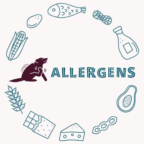Allergies in Dogs