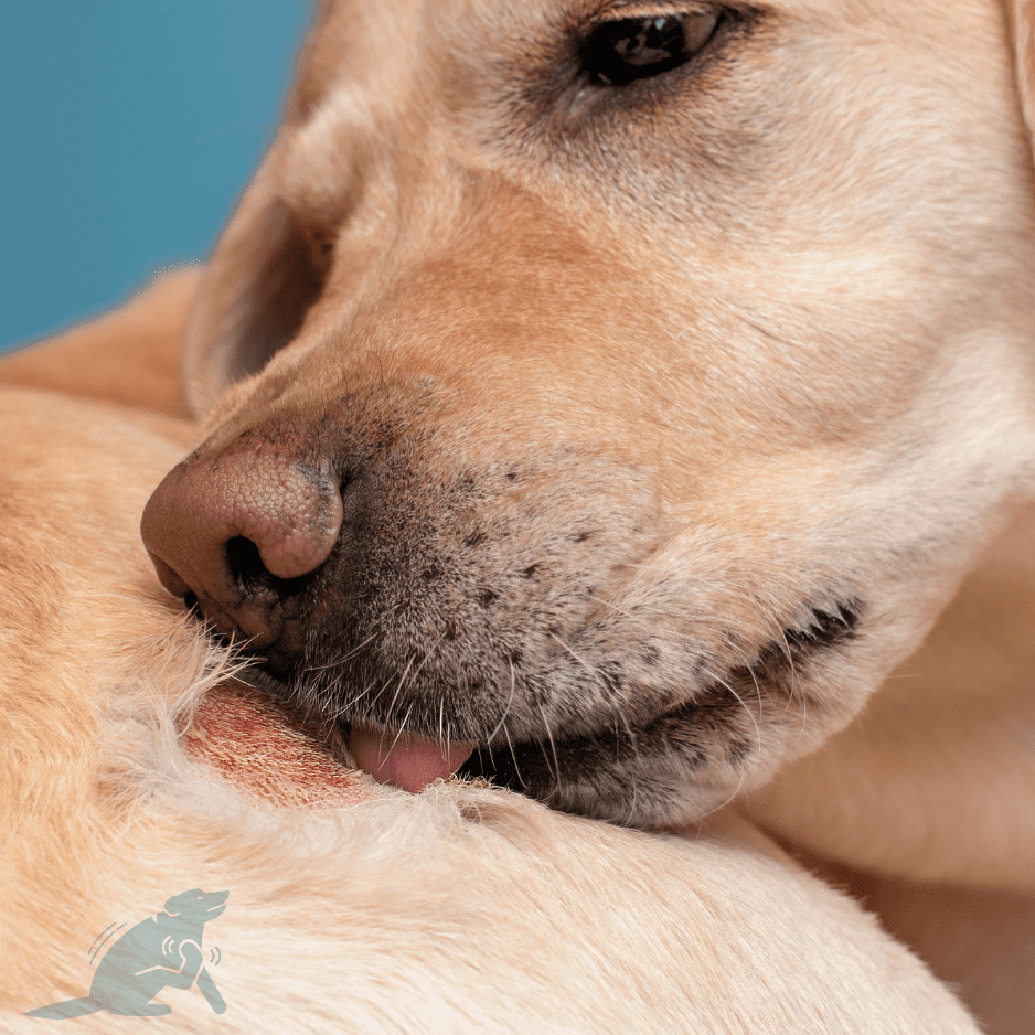 Skin Issues: in Dogs