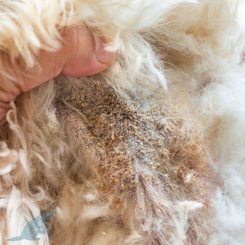 Yeast Infections in Dogs