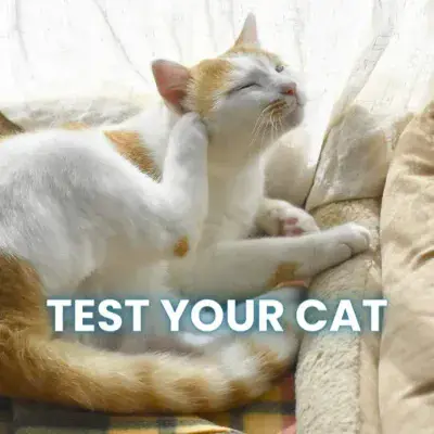 PREMIUM CAT INTOLERANCE TEST