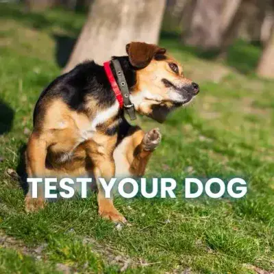 Premium Dog Intolerance Test (UK)
