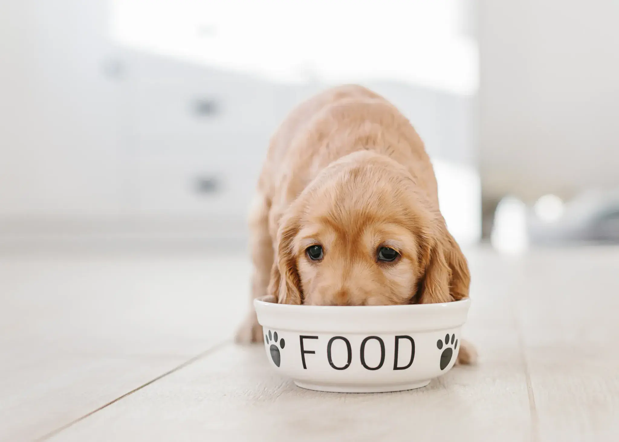 UK dog intolerance test for suspected dog food allergies.
