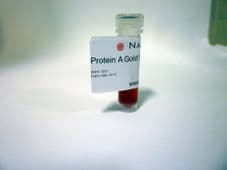 Protein A Gold 10nm 1ml PAG10