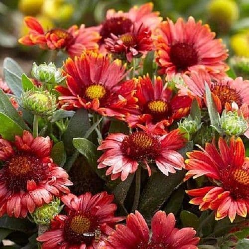 Gaillardia X Grandiflora Arizona Red Shades Seeds