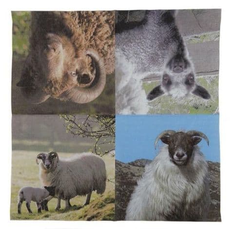3ply Paper Soft Napkins - 33x33cm - Sheep Photo - Pack of 240 - Scottish Gift in Burns Night