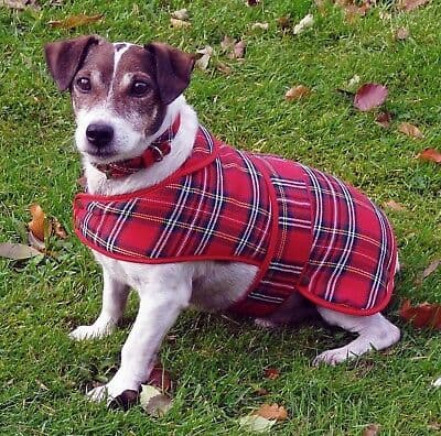 Set Small Tartan Dog Coat + Collar Royal Stewart Brand New