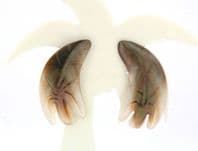 Vintage Large Mother Of Pearl Shell Carved Abstract Leaf Style Clip On Earrings