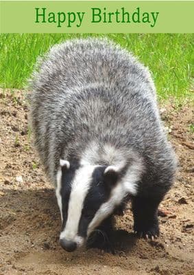 Badger