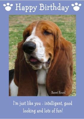 Bassett Hound