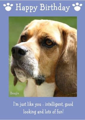 Beagle