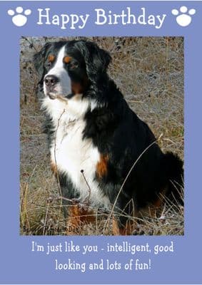 Bernese Mountain Dog