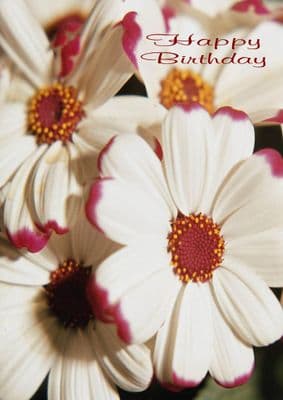 Birthday - Adult  - White Flowers