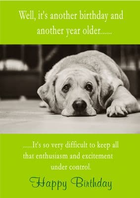 Birthday Enthusiasm Of Dog