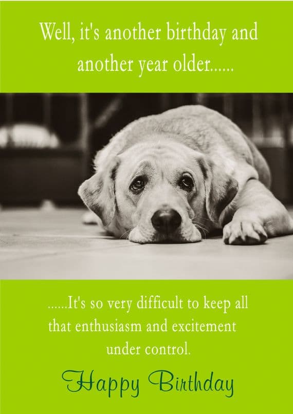 Birthday Enthusiasm Of Dog