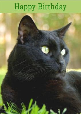 Black Cat