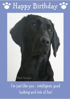 Black Labrador