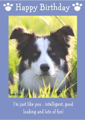Border Collie