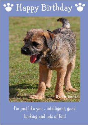 Border Terrier