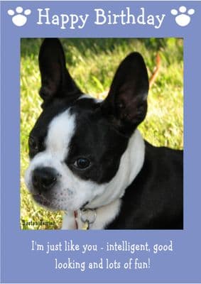 Boston Terrier
