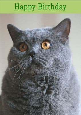 British Blue Cat