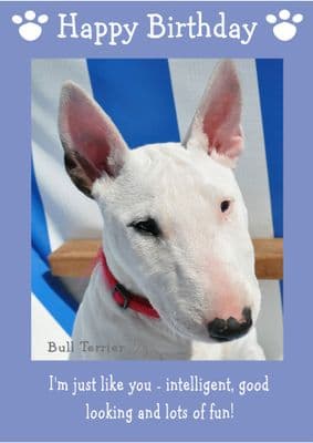 Bull Terrier